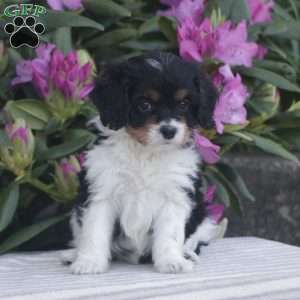 Pearl, Cavapoo Puppy